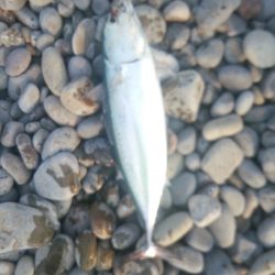 ソーダガツオゲット